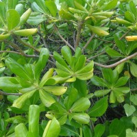 Scaevola taccada (Gaertn.) Roxb.